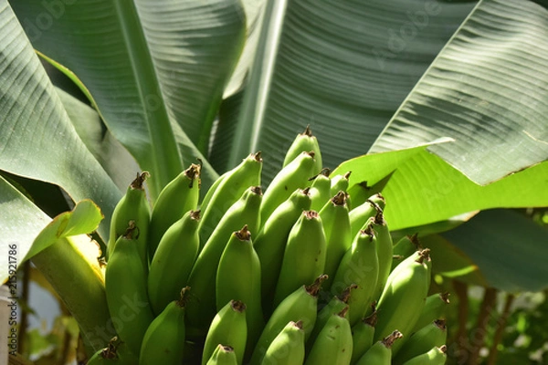 Obraz サンジャクバナナ