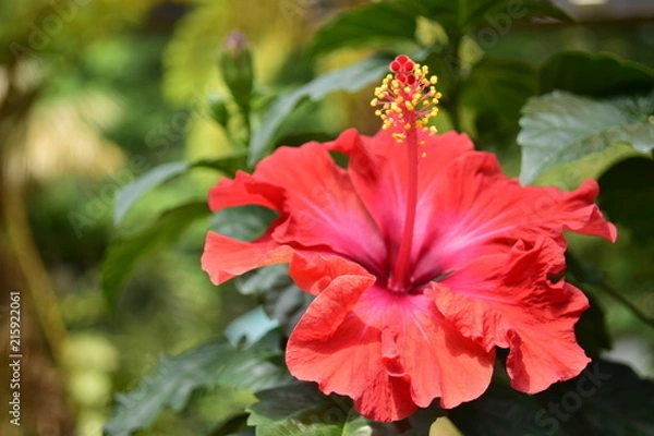 Obraz ハイビスカス