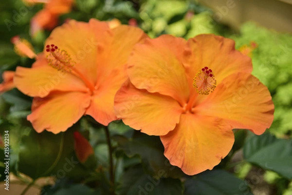 Obraz ハイビスカス