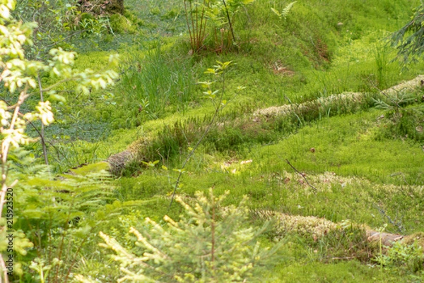Obraz relict swamps of the Valdai. Ecological path
