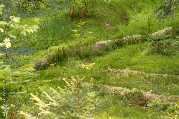 Obraz relict swamps of the Valdai. Ecological path