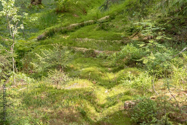 Obraz relict swamps of the Valdai. Ecological path