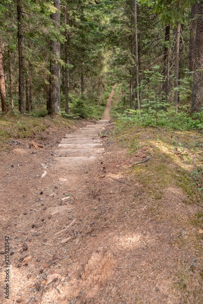 Obraz relic forests of Valdai. Ecological path