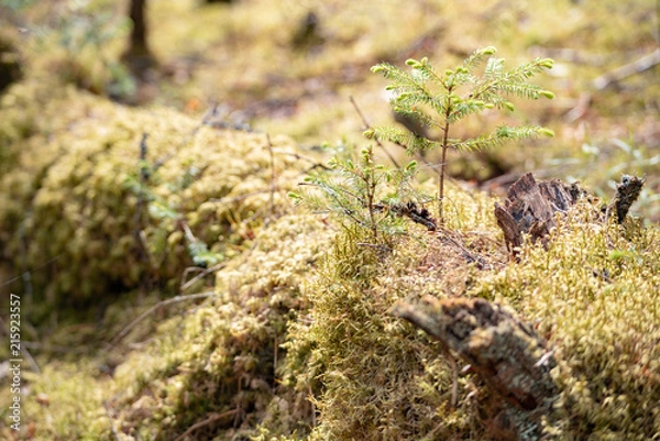 Obraz relic forests of Valdai. Ecological path