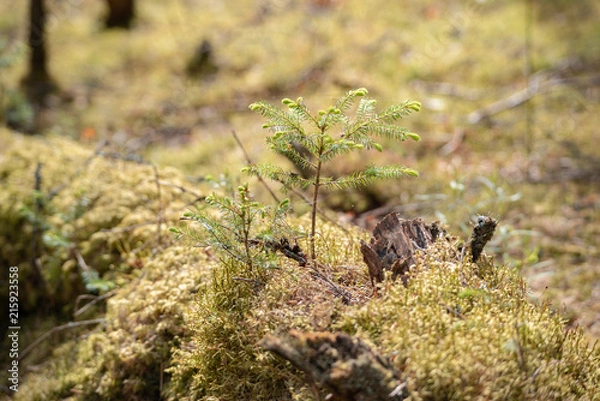 Obraz relic forests of Valdai. Ecological path