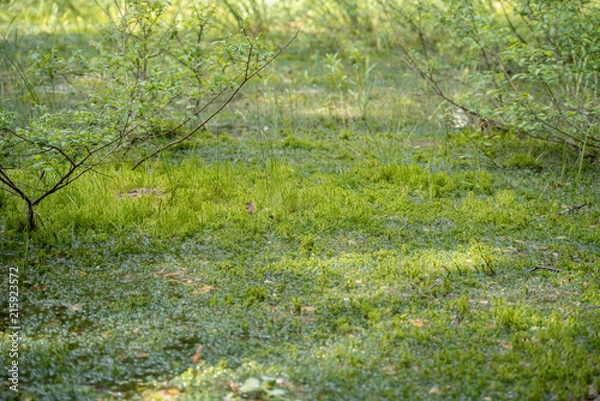 Obraz relict swamps of the Valdai. Ecological path