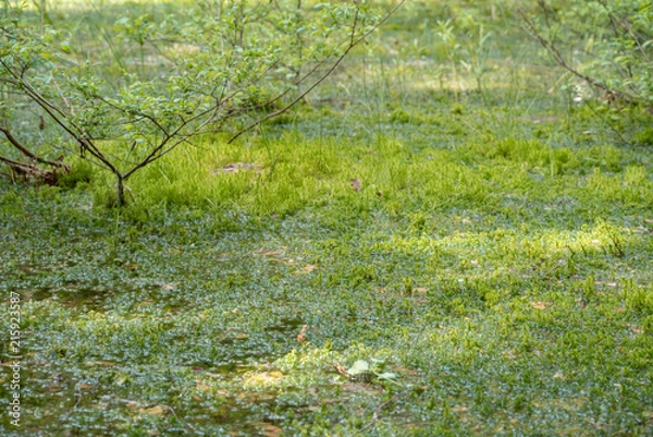 Obraz relict swamps of the Valdai. Ecological path