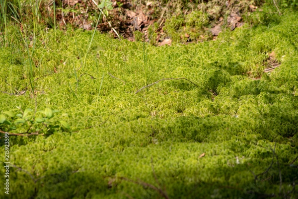 Obraz relict swamps of the Valdai. Ecological path
