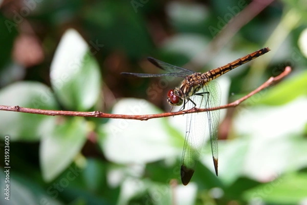 Obraz コノシメトンボのメス