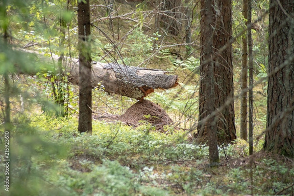 Obraz relic forests of Valdai. Ecological path. Anthill