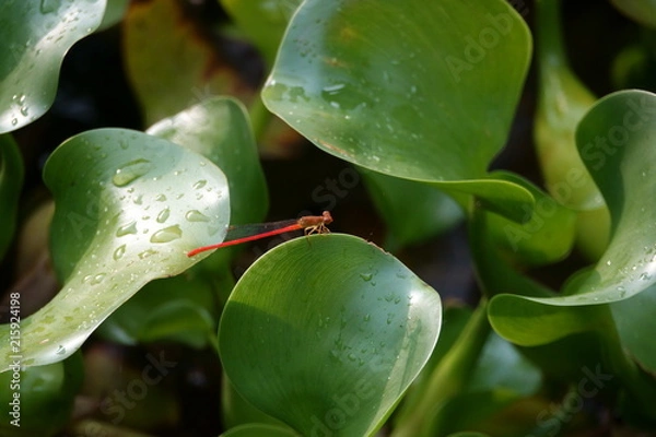 Obraz ベニイトトンボ