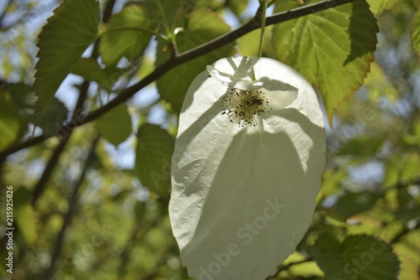 Obraz ハンカチノキ