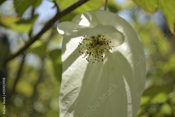 Obraz ハンカチノキ