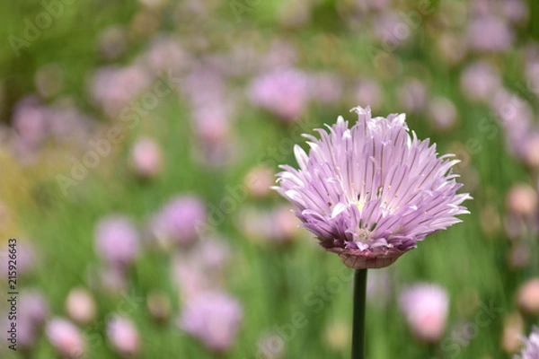 Obraz チャイブの花