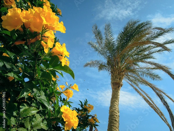 Obraz palm tree and flowers