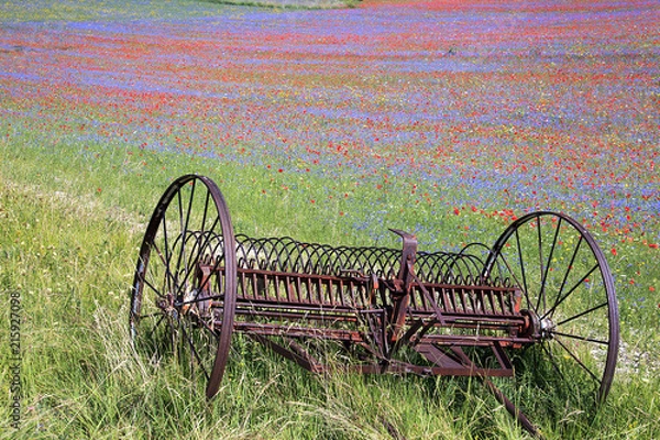 Fototapeta A magnificent sunrise in Castelluccio di Norcia. expecting more to the thousand colours of flowering