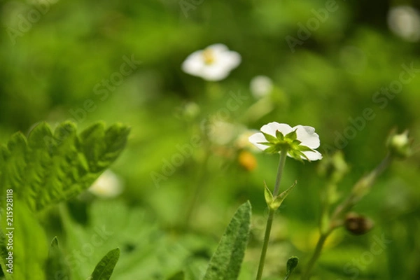 Obraz ワイルドストロベリーの花