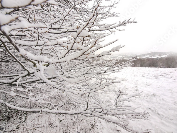Fototapeta Fresh snowfall sits on slender tree branches in Herefordshire, UK