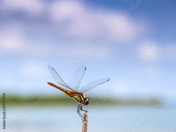 Fototapeta A red skimmer dragonfly rests near the ocean under a blue sky, east Thailand