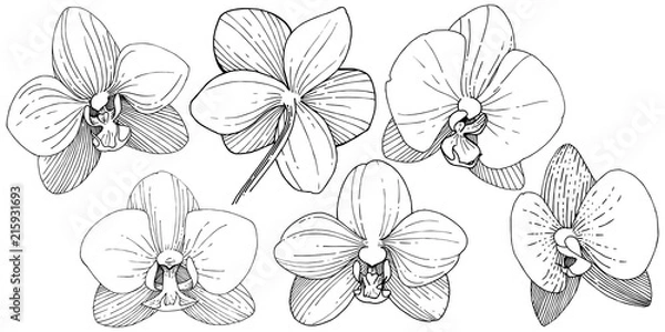 Fototapeta Kwiat orchidei w stylu wektor na białym tle. Pełna nazwa zakładu: orchidea. Wektor kwiat dla tła, tekstury, wzoru opakowania, ramki lub obramowania.