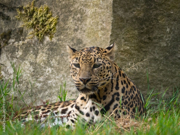 Fototapeta Panthère