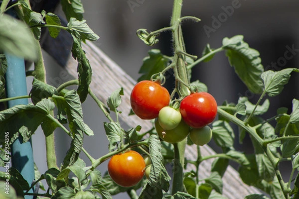 Obraz Cherrytomaten aus dem eigenem Garten