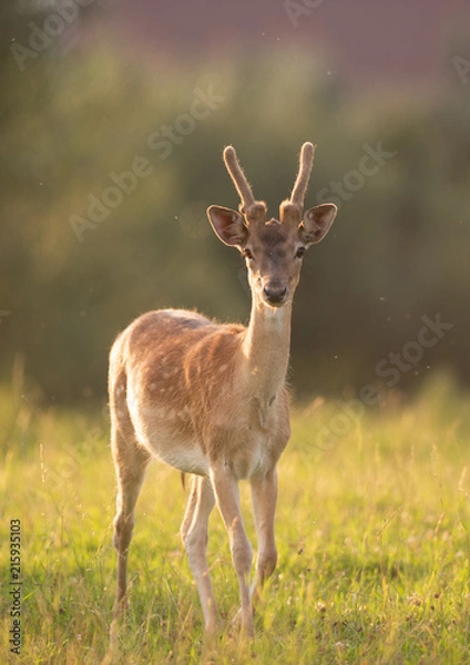Obraz Portrait of Sika deer