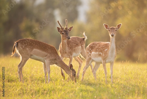 Obraz Family of Sika Deer at sunset