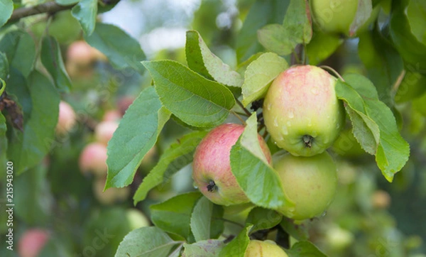 Fototapeta apple on apple tree white yellow white pouring grows in drops of dew copy space