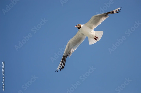 Obraz Goeland flying with wings spread from below