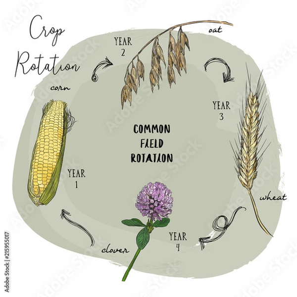 Obraz Hand draw sketch vector crop rotation series.
