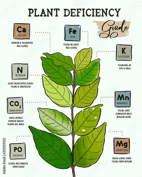 Fototapeta Plant Deficiency Guide - Planting issues
