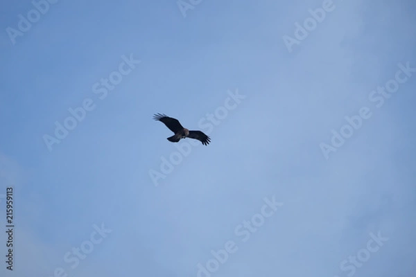 Obraz Eagle with clear sky