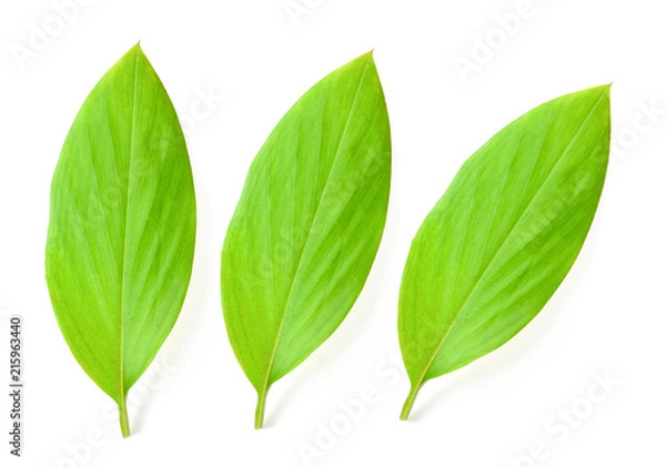 Fototapeta Cassumunar ginger leaves on white background