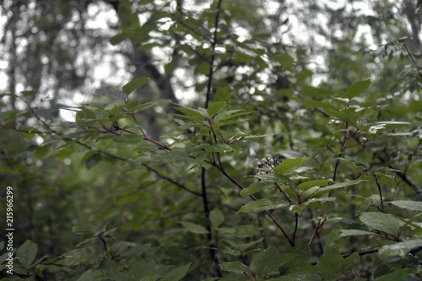 Obraz siberia forest