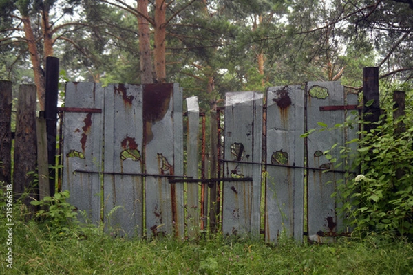 Obraz siberia forest