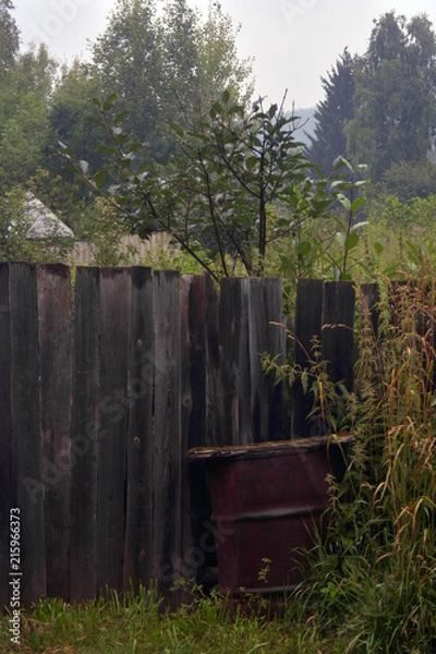 Obraz siberia forest