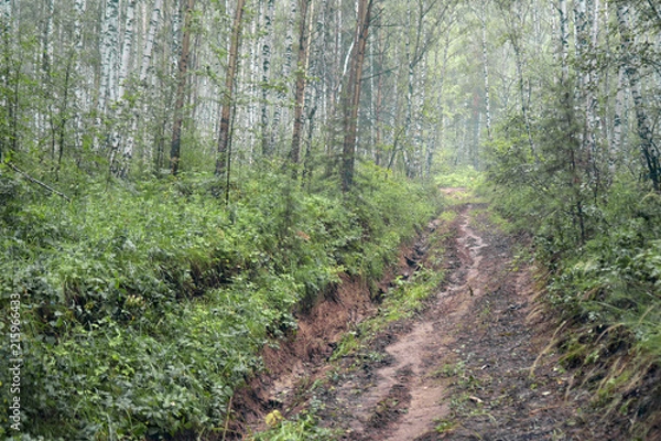 Obraz siberia forest