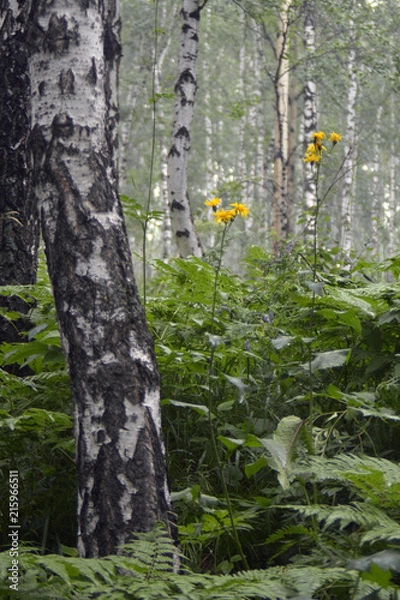 Obraz siberia forest