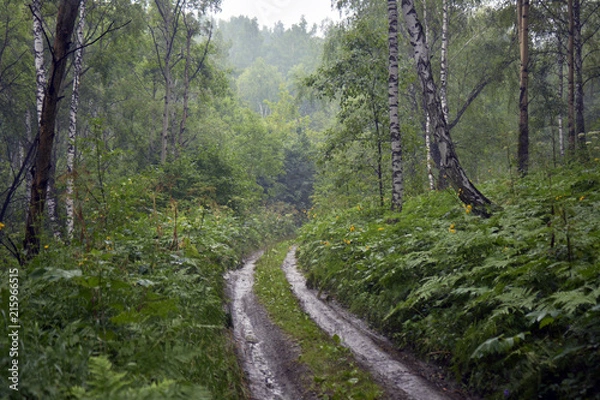 Obraz siberia forest