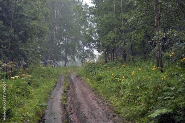 Obraz siberia forest