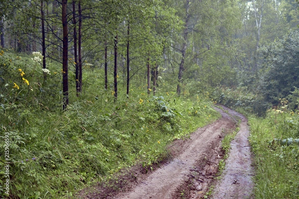Obraz siberia forest