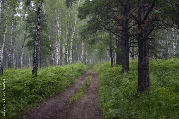 Obraz siberia forest