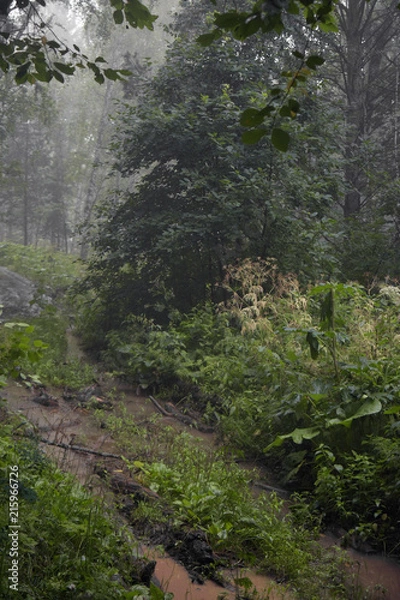 Obraz siberia forest