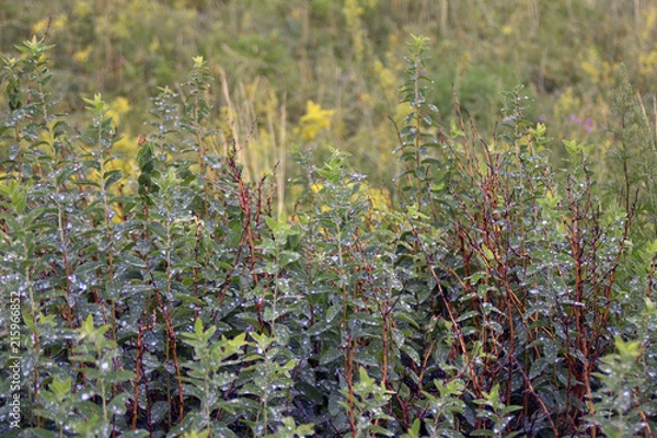Obraz siberia landscape