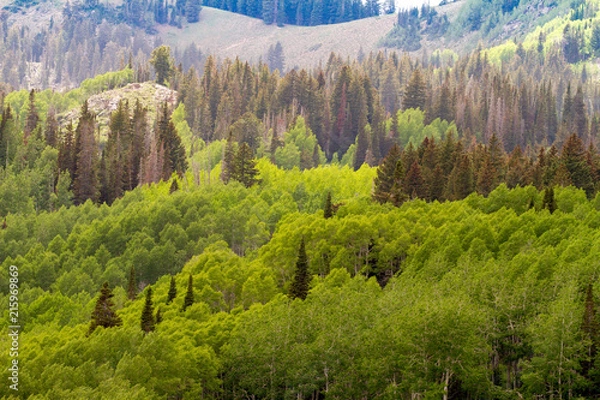 Obraz High Mountain Forrest 1