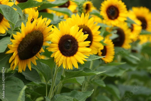 Fototapeta sunflowers
