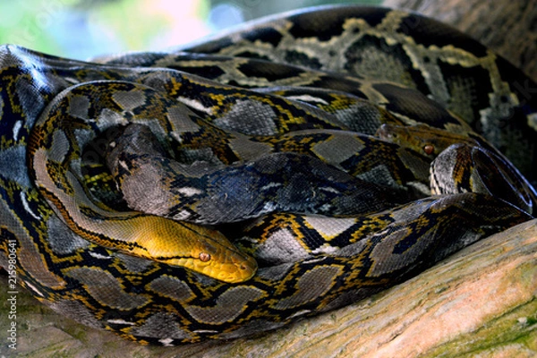 Fototapeta Boa or Reticulated Python resting on a branch