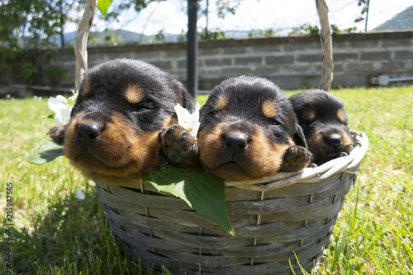 Fototapeta Little cute dogs having rest in a basket. Small rottweilers with closed eyes in the garden. Funny puppies of rottweiler