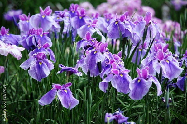 Fototapeta 花菖蒲　(東京・北綾瀬・しょうぶ沼公園)